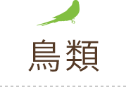 鳥類